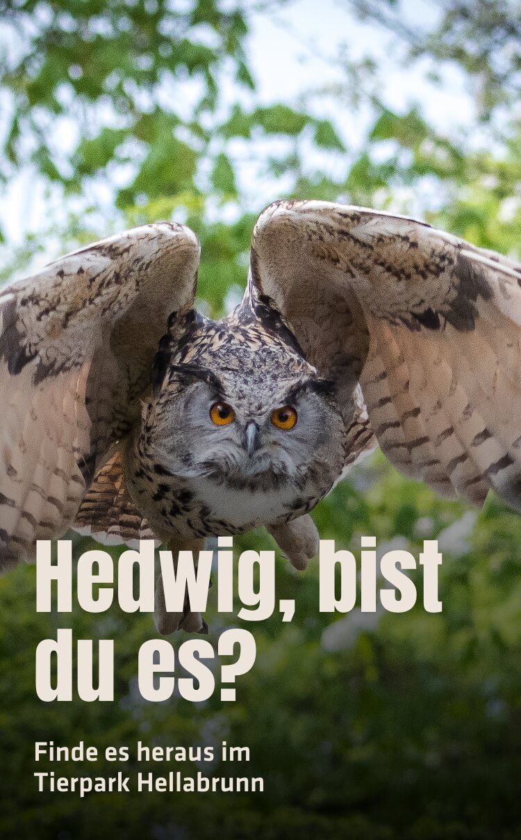 Hedwig, bist du es? Finde es heraus im Tierpark Hellabrunn